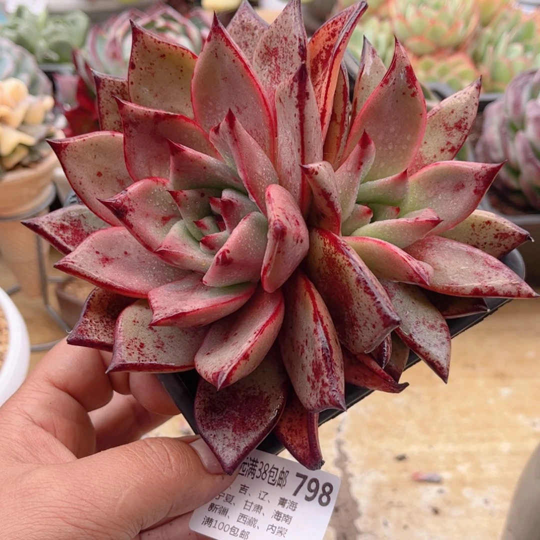 798罗密欧德华多肉