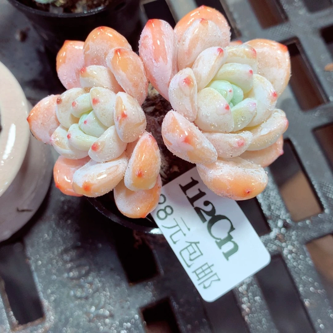 5厘米盆精控多肉112