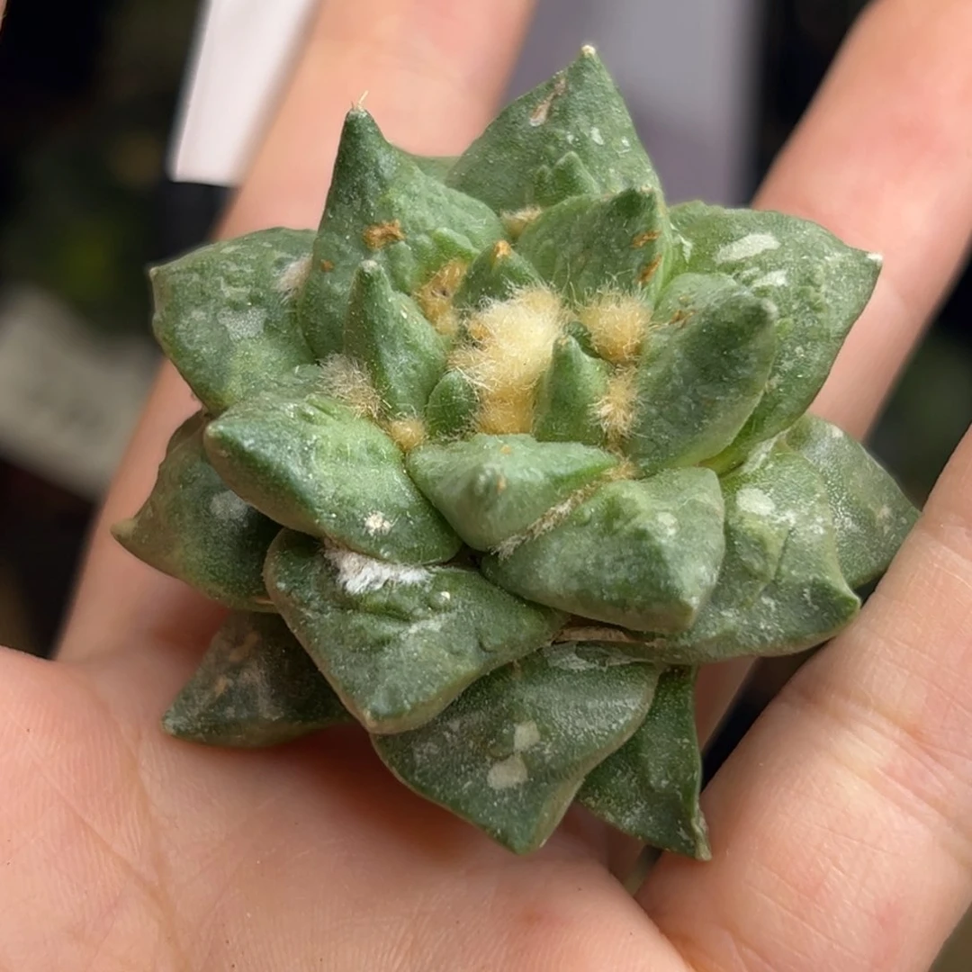 犇***犇780 有根 仙人球的世界里