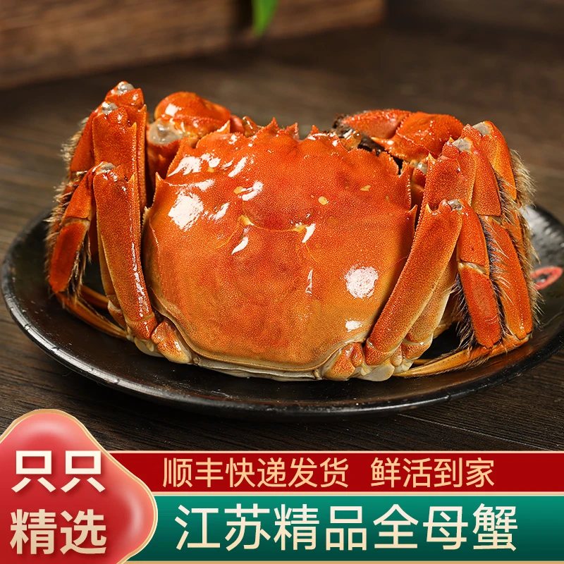 【江苏活蟹】全母大闸蟹 精挑蟹2.7-2.4两 6/8/10只礼盒装 顺丰包邮