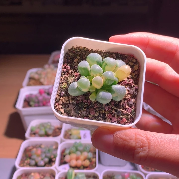 周***野五十铃玉锦成株1颗