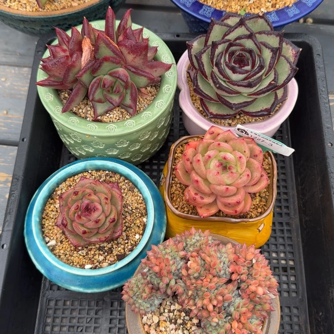 从前慢多肉精选编号1227.3