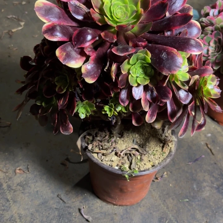 瑞妈，。。。。。096。万家丽，