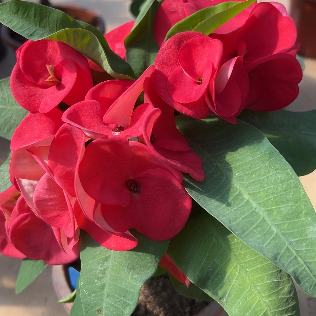 粉红大亨泰国大花虎刺梅