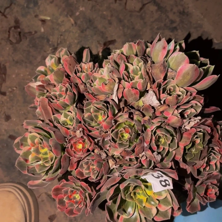 038皇后多肉植物不售后