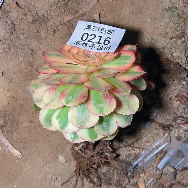 美***好0216荔枝多肉植物