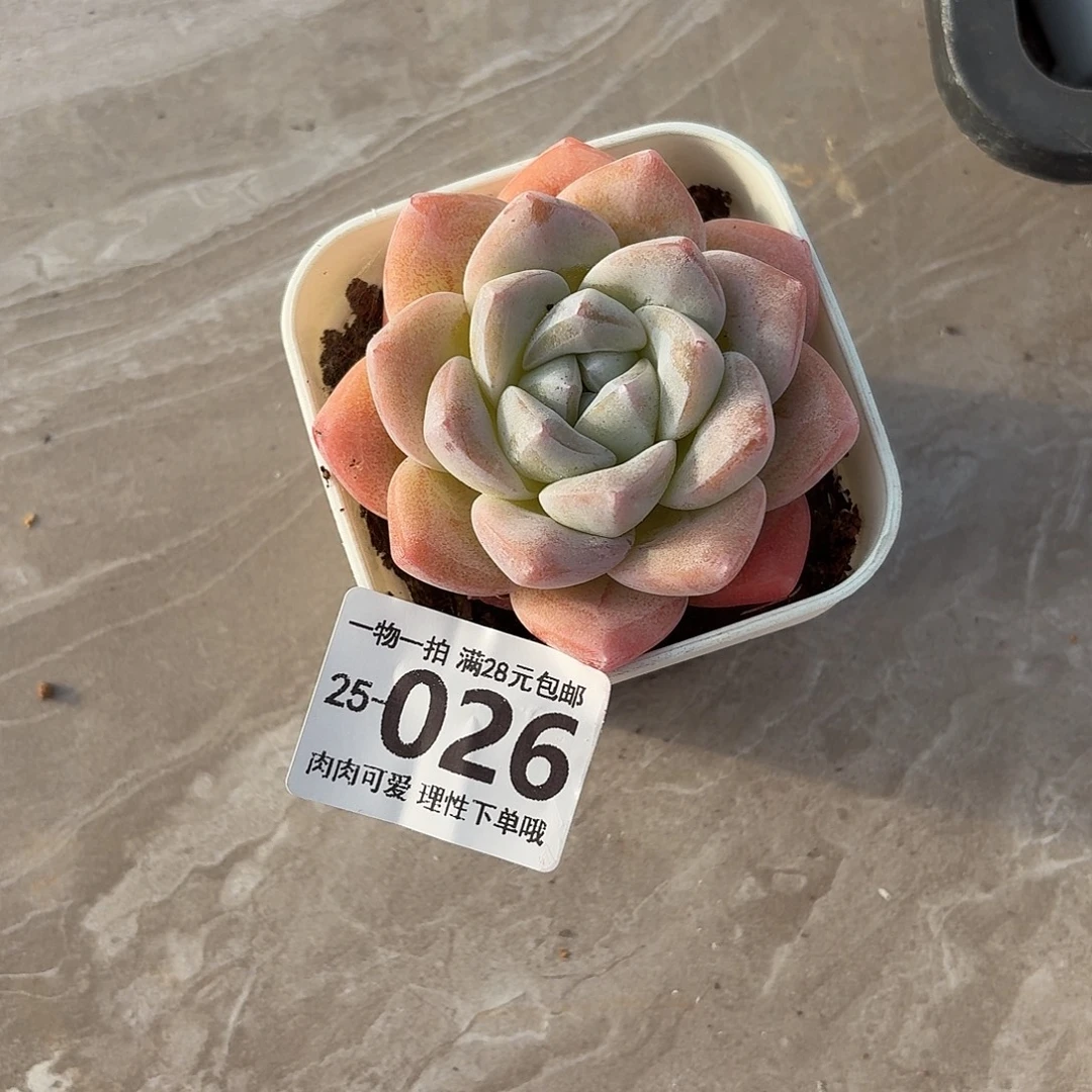 冰玉无盆土发货无