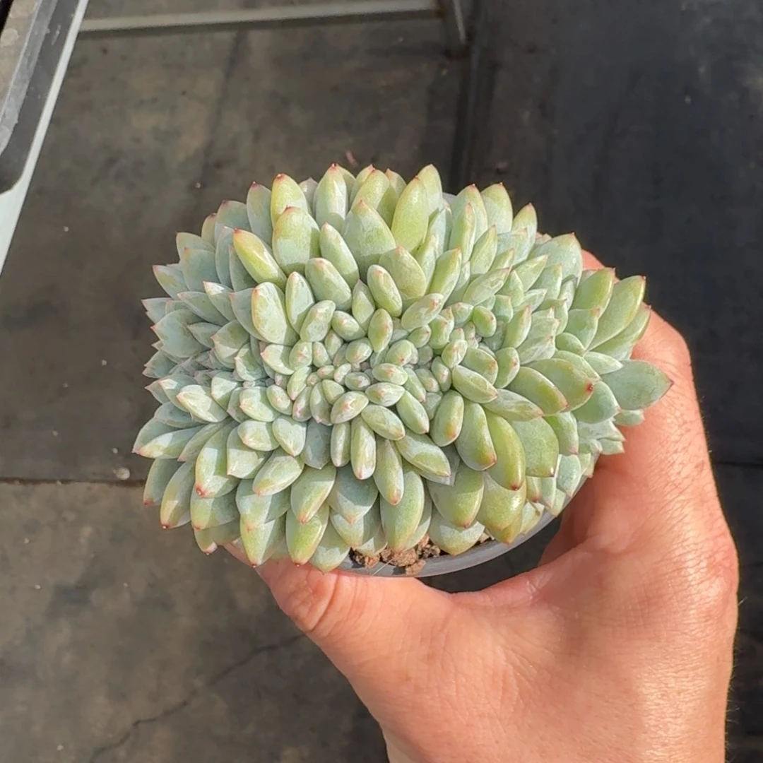 11厘米的尺寸一物一拍的