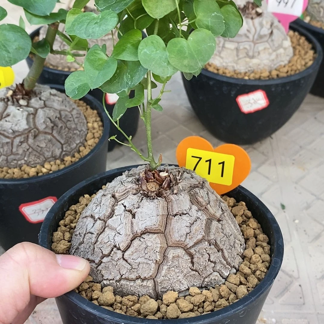 南非龟甲龙龟甲龙