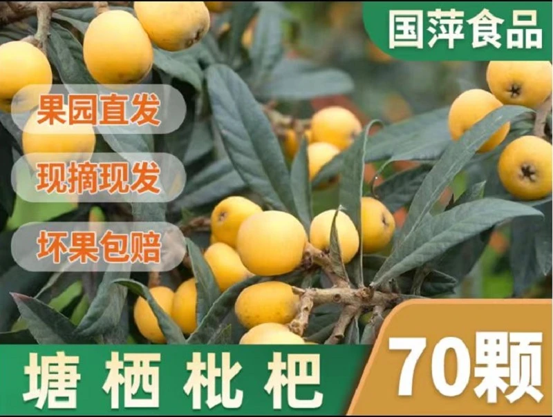 正宗塘栖软条白沙枇杷当天采摘当天发（顺丰京东速运）塘栖本地发货