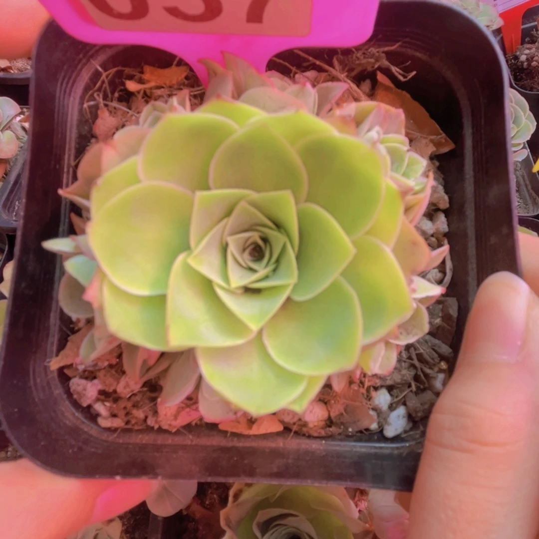 057锦书山地玫瑰