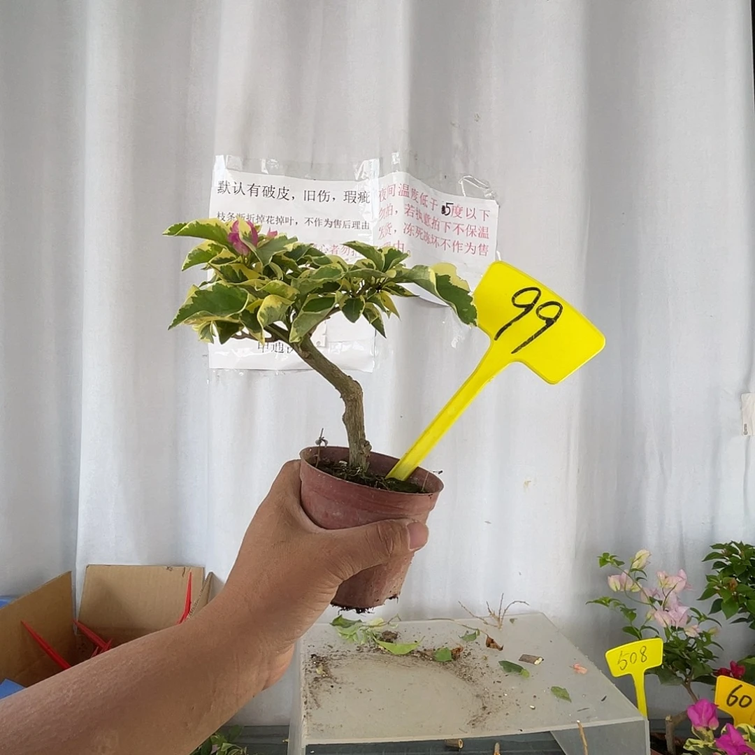 当前无花栽培后可以开花99金边宫粉迷你款