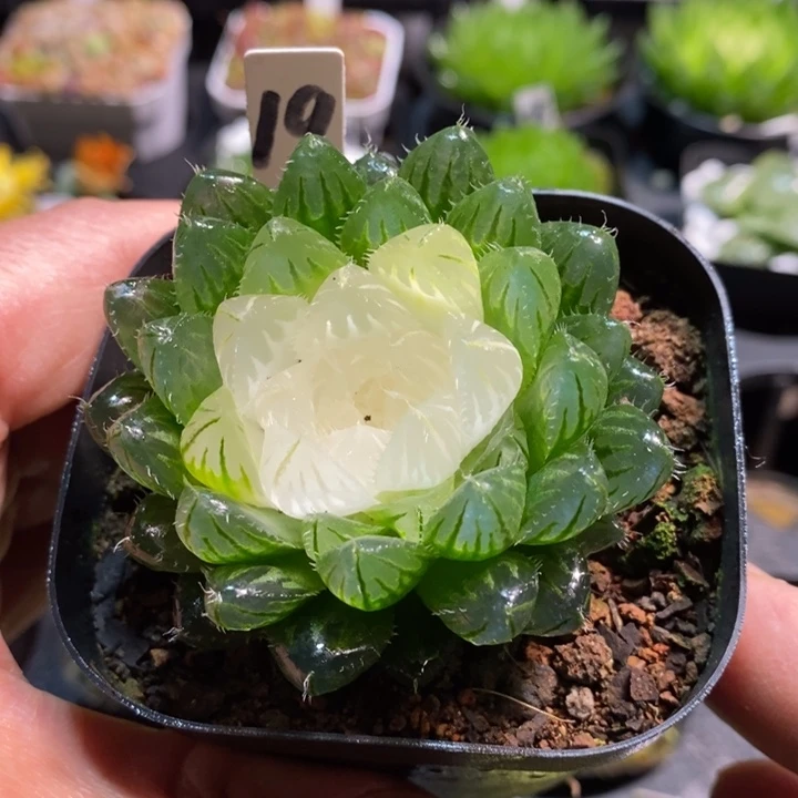 白莲花玉露多肉植物