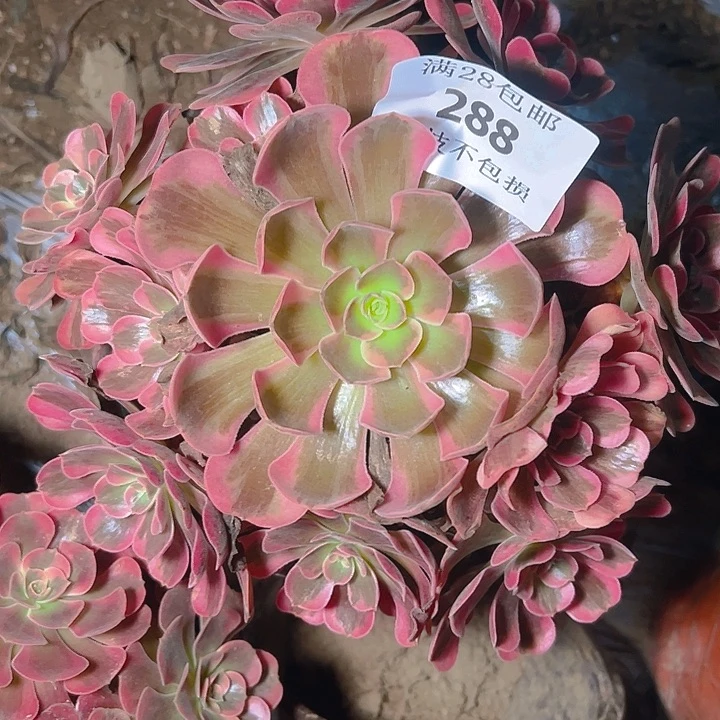 288爱神多肉植物保护
