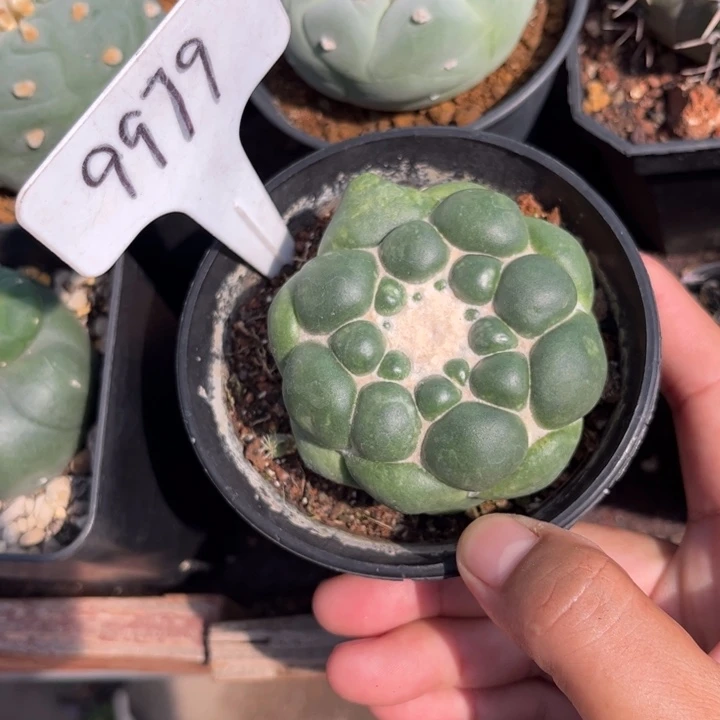 无花朵9979大无刺象牙好养