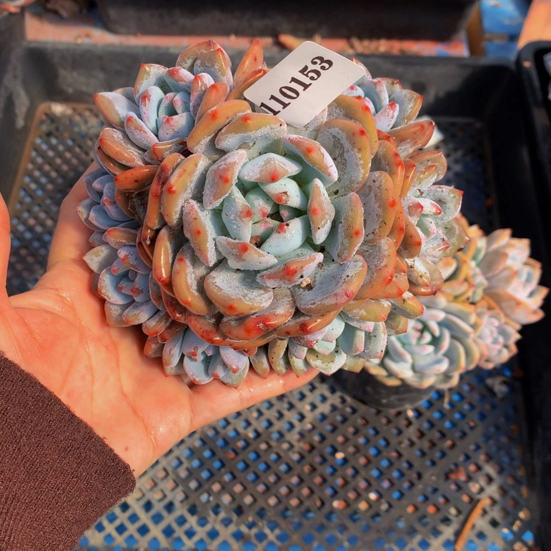 110153嗯嗯嗯嗯嗯嗯嗯好八头嗯嗯嗯