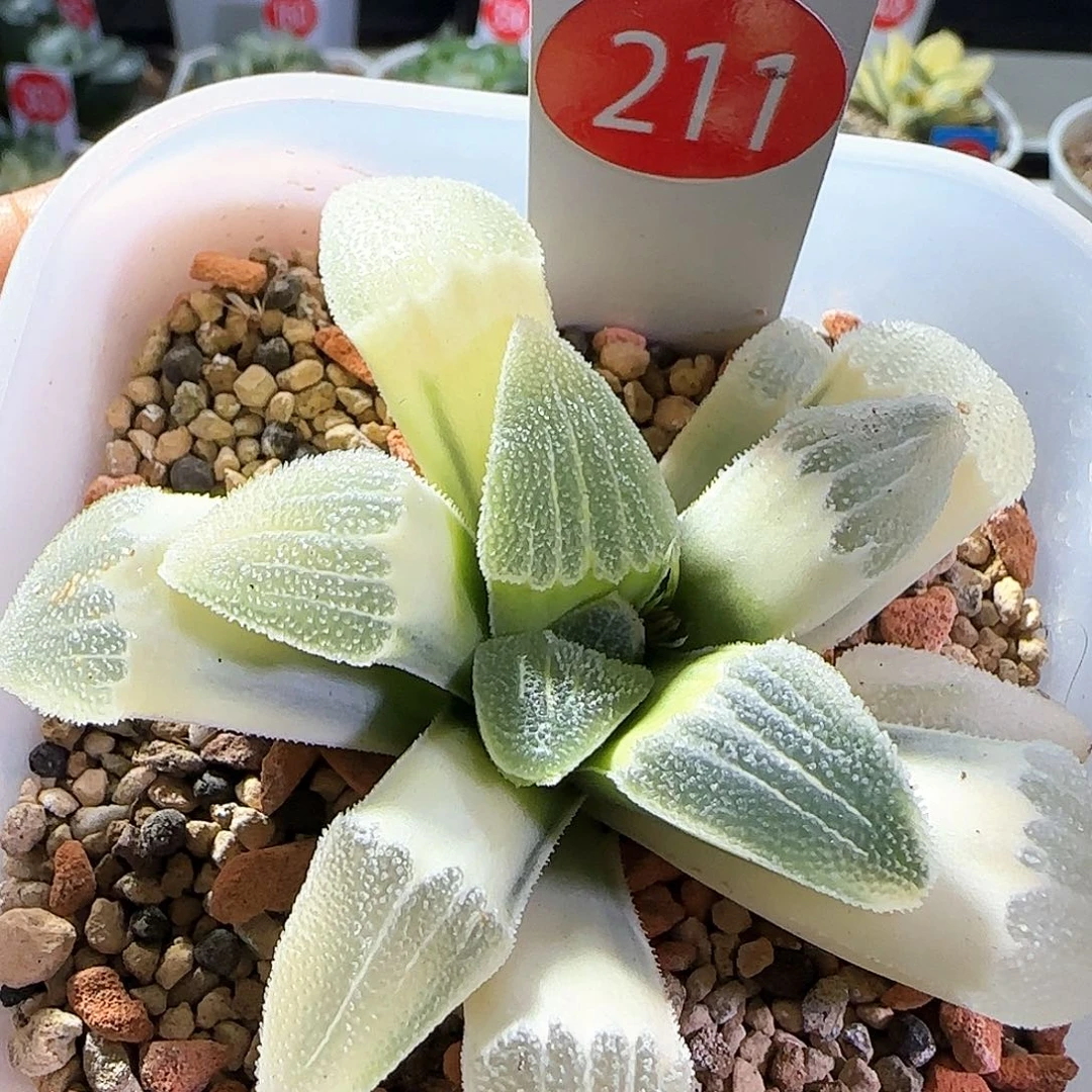 211号糊斑蓝光一物一拍带盆土