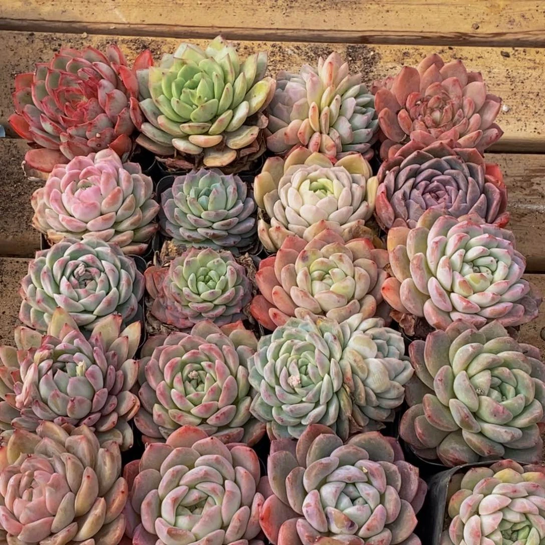 742多肉植物保护研究所所长助理