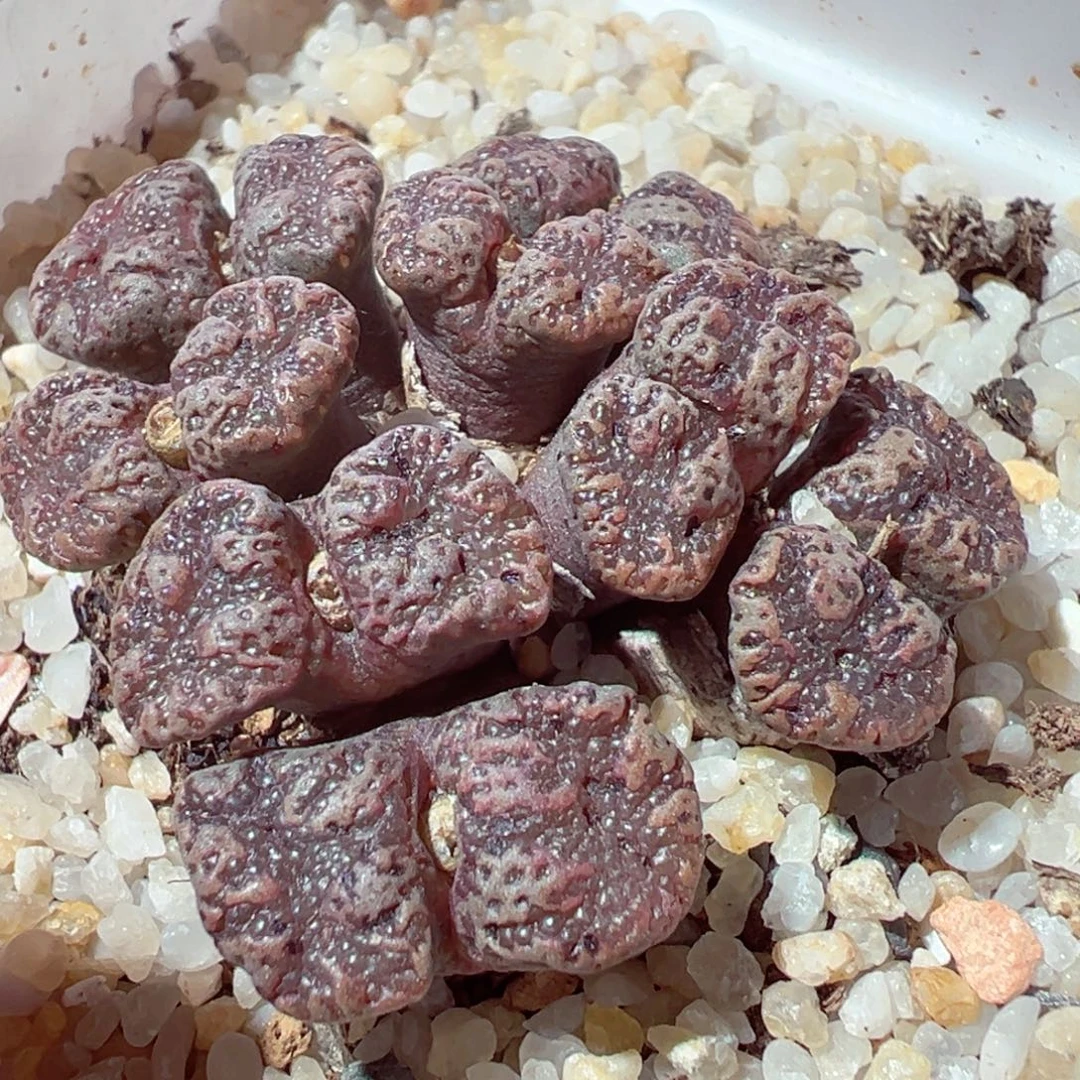 1231-579多肉多日鱼子酱