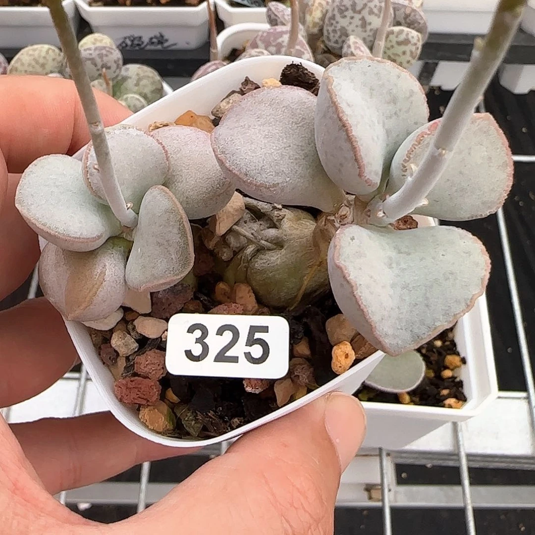 2号磨砂蛋多肉植物