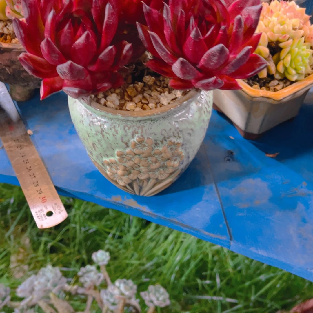 ღ***এ多肉植物保护研究所所长的