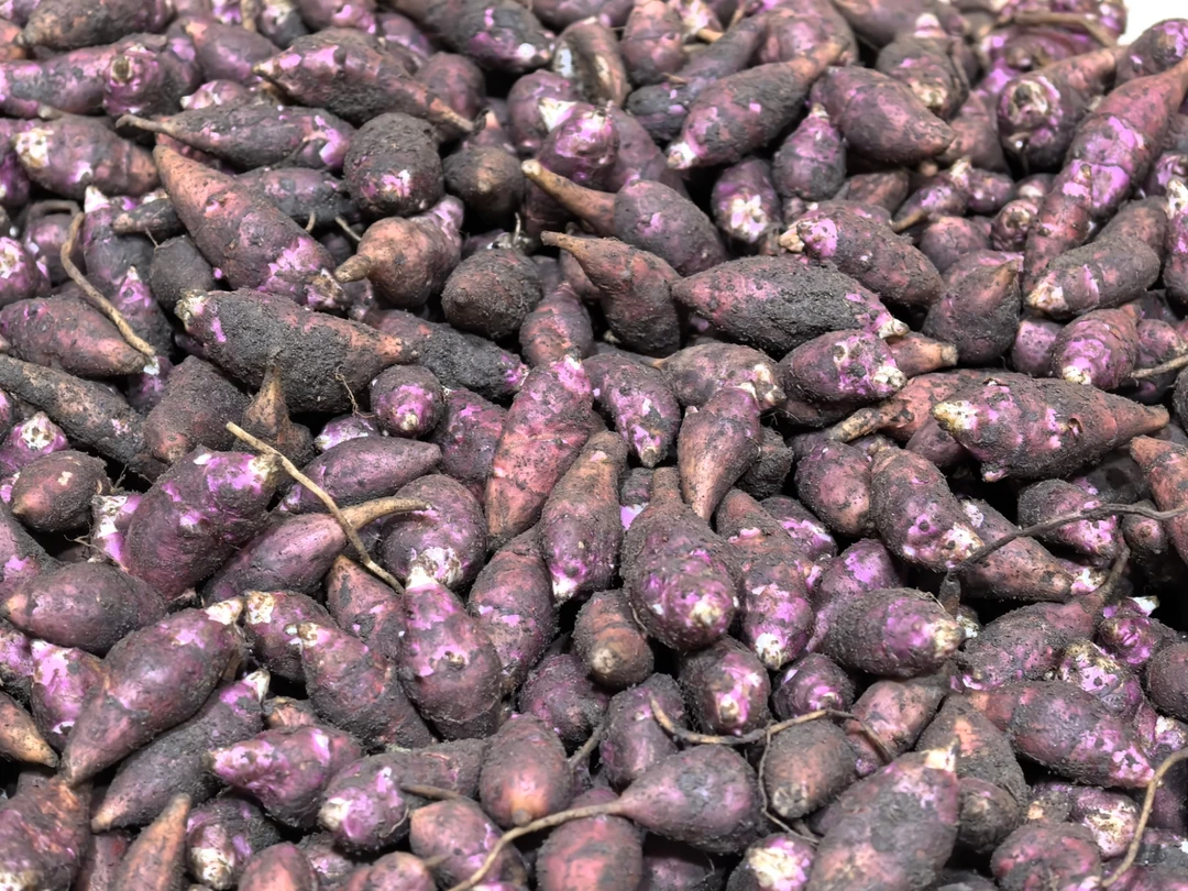 盐渍鬼子姜凉拌酱菜优质姜洋姜