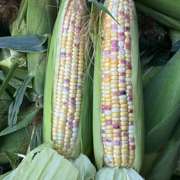 当季新鲜带皮花糯玉米香甜可口低脂轻食代餐