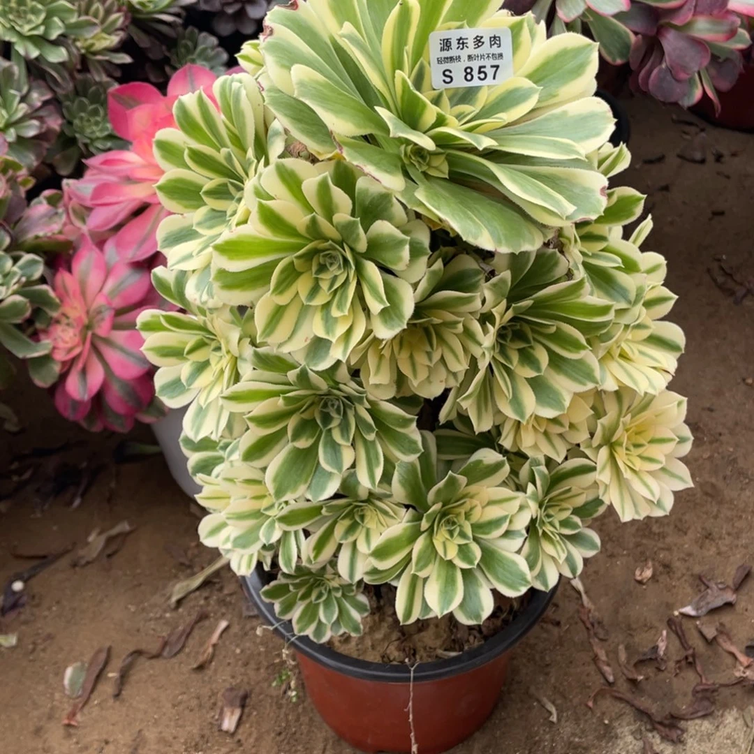 857迈巴赫多肉法师断枝不包