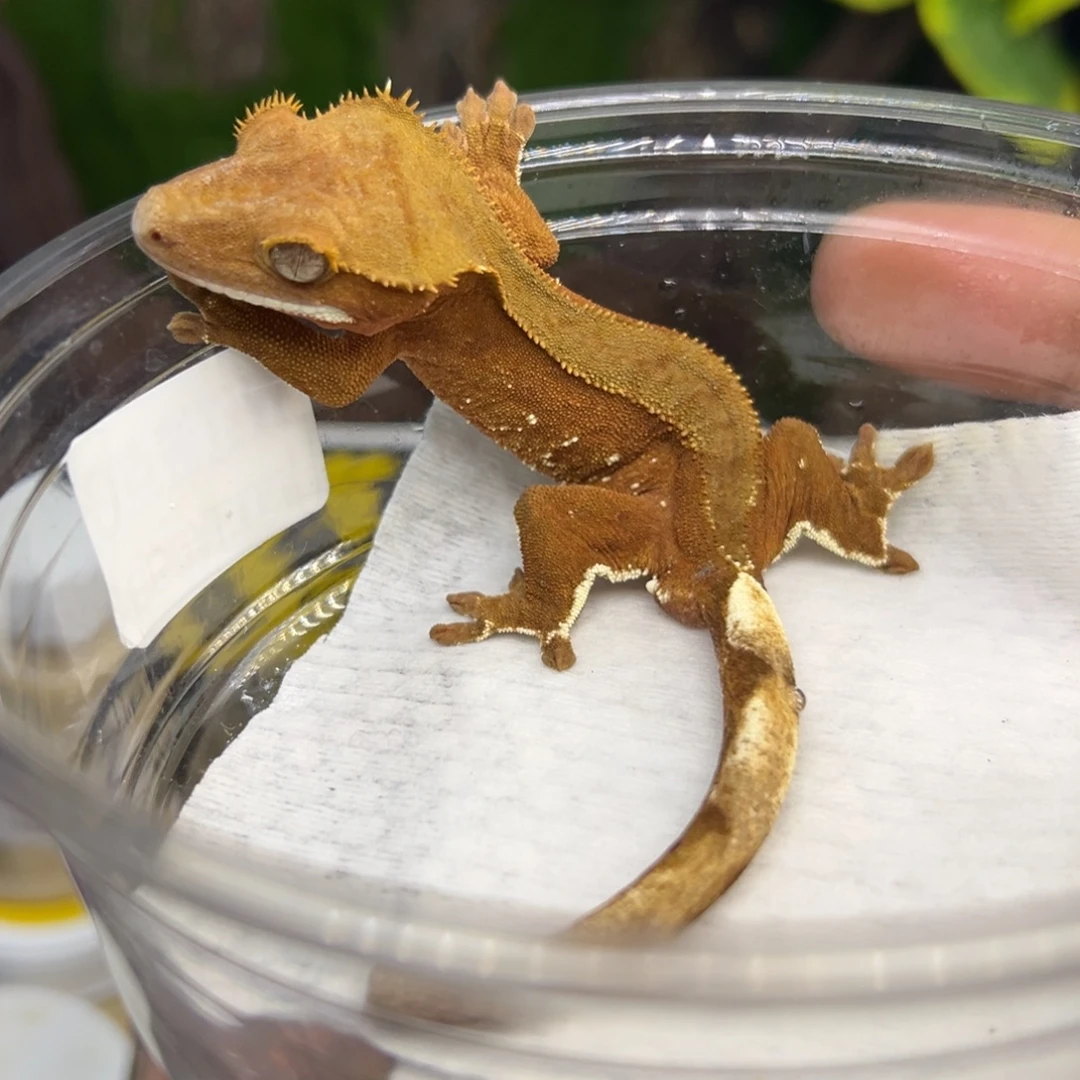 睫角守宫双红波点