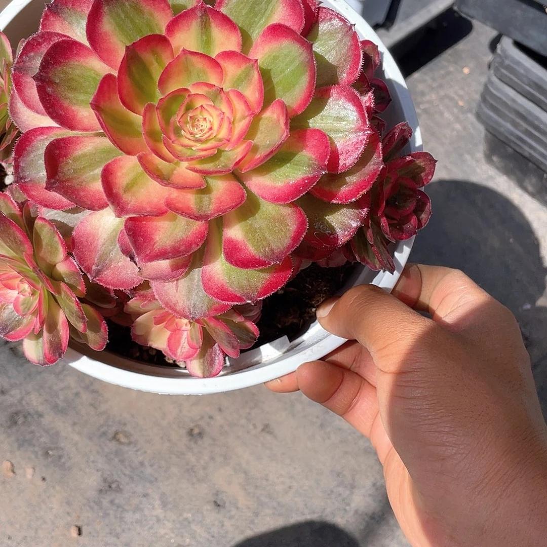 北***方大课七彩手捧带盆发货