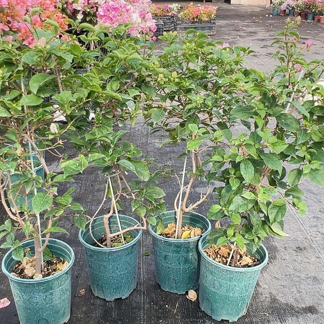 大部分花苞少量开放雪紫带竹一棵