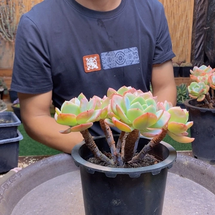 骄***豆333号白月光多亩植物