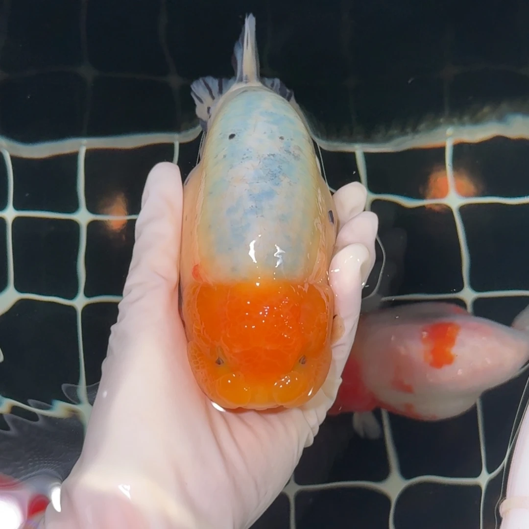 金鱼精品高货兰寿