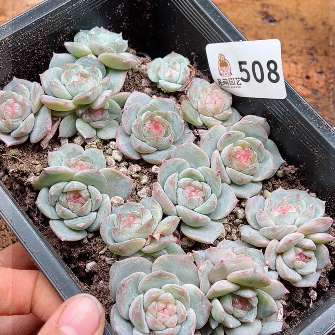 ?*7多肉植物多肉植物