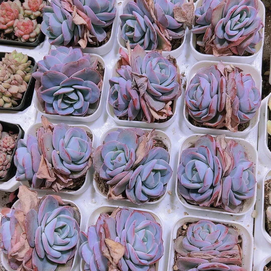 双头布鲁兰19包邮