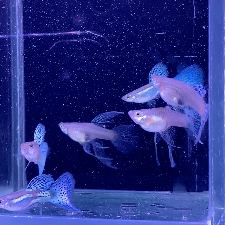 孔雀鱼蓝草大西3对丰快递