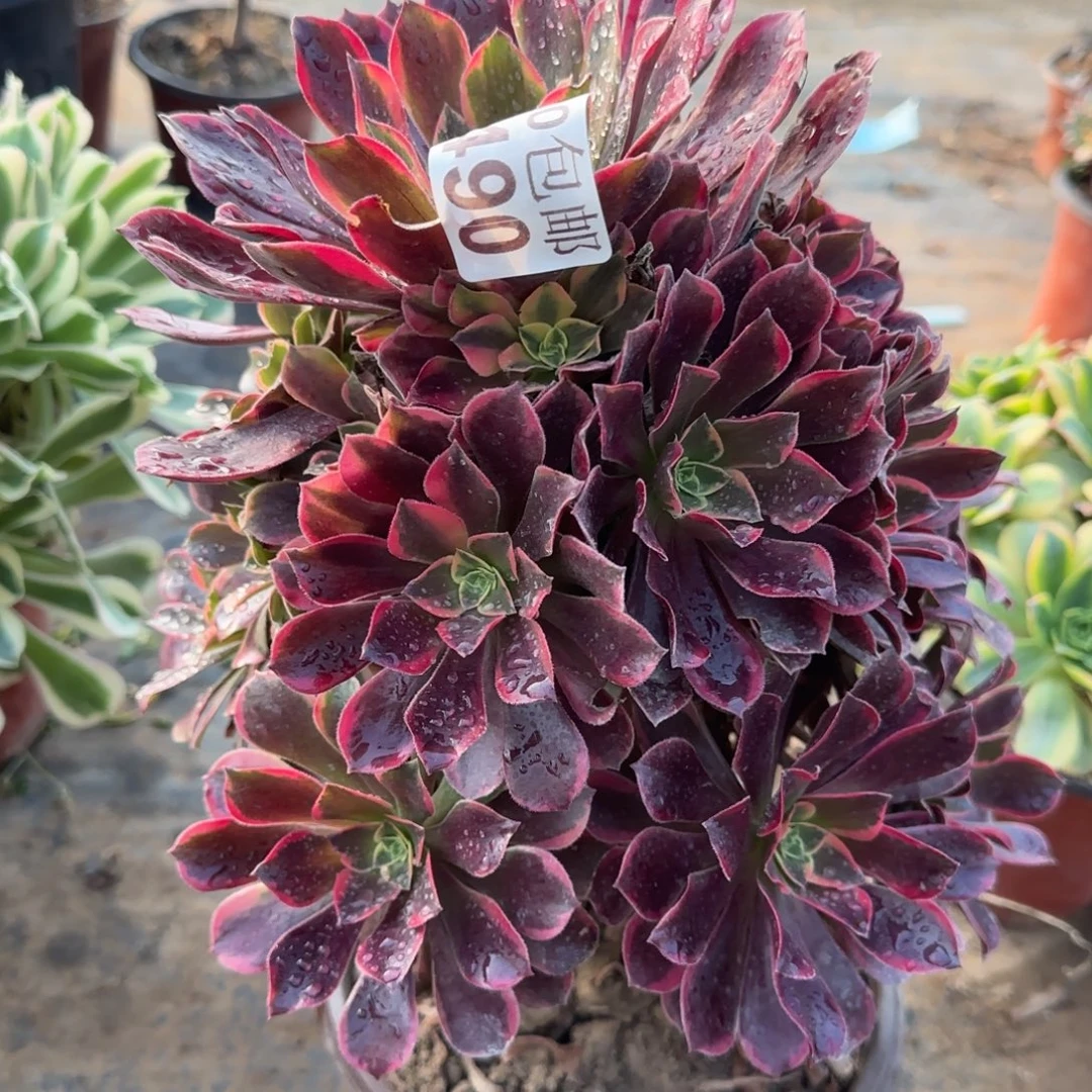 金丝490满20包邮断枝不包瑕疵