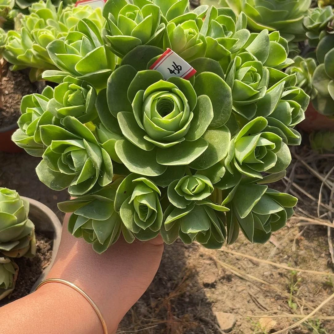 山地玫瑰油画 436