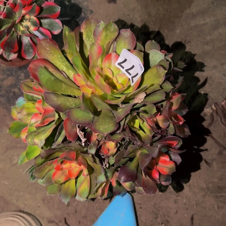 777香妃多肉植物不售后