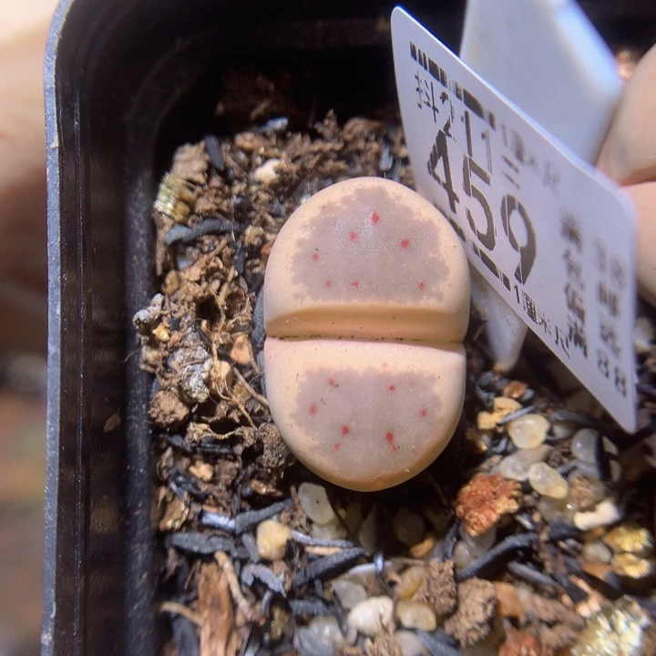 精品生石花211.459