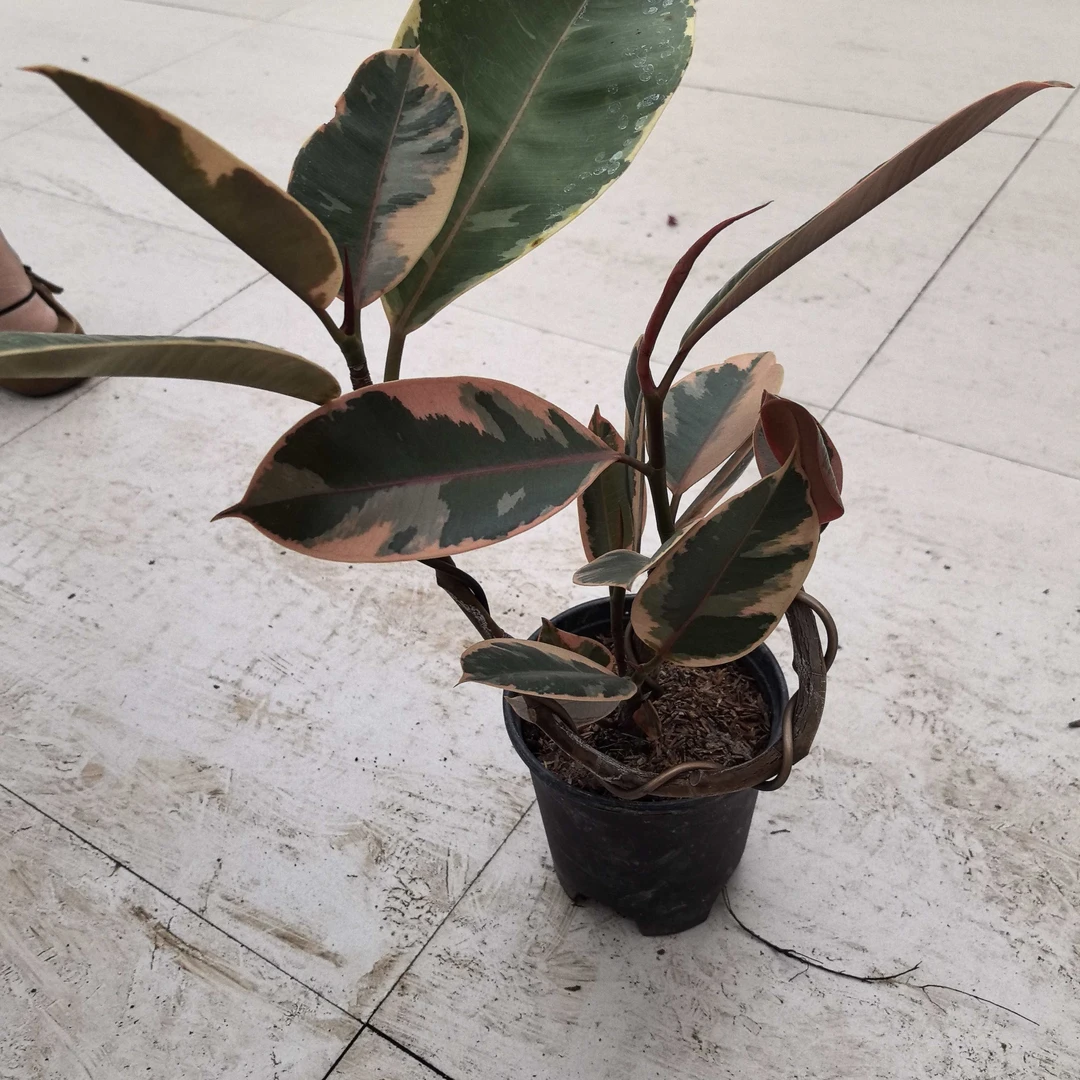 花叶橡皮树盆栽彩色红关公橡皮树室内吸甲醛好养净化空气