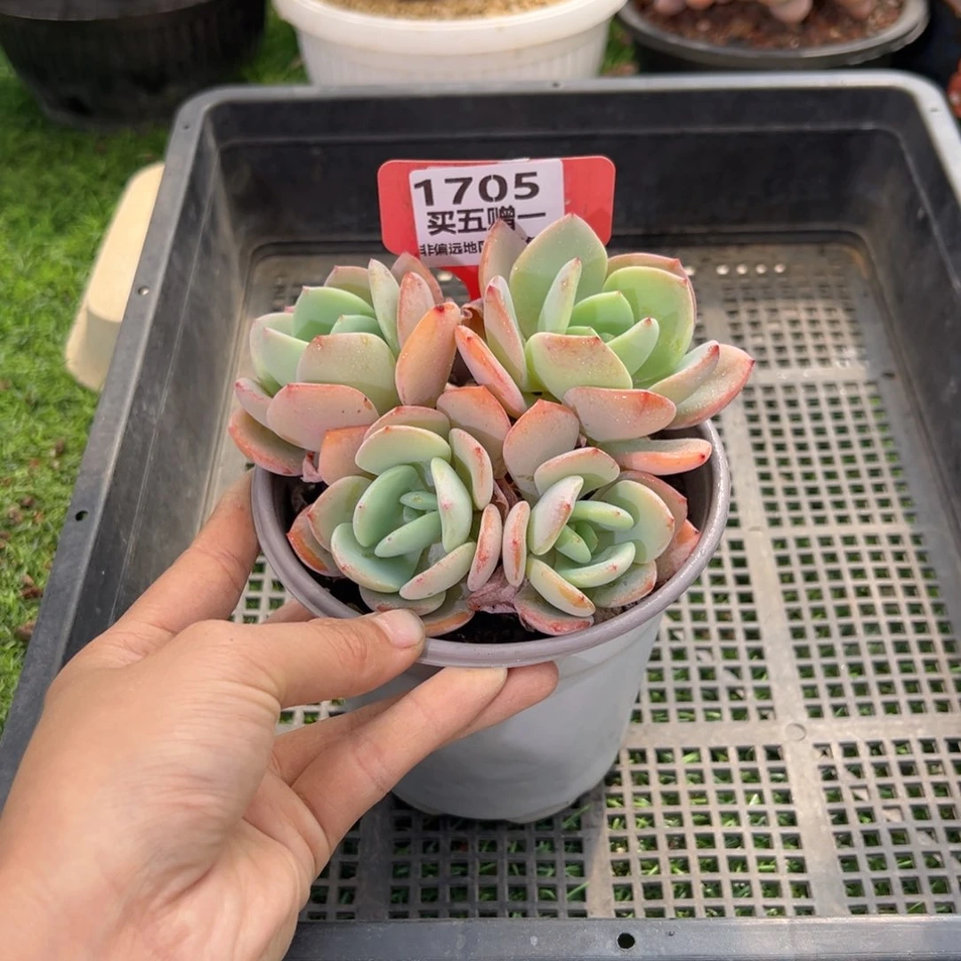 表妹精品多肉1705.