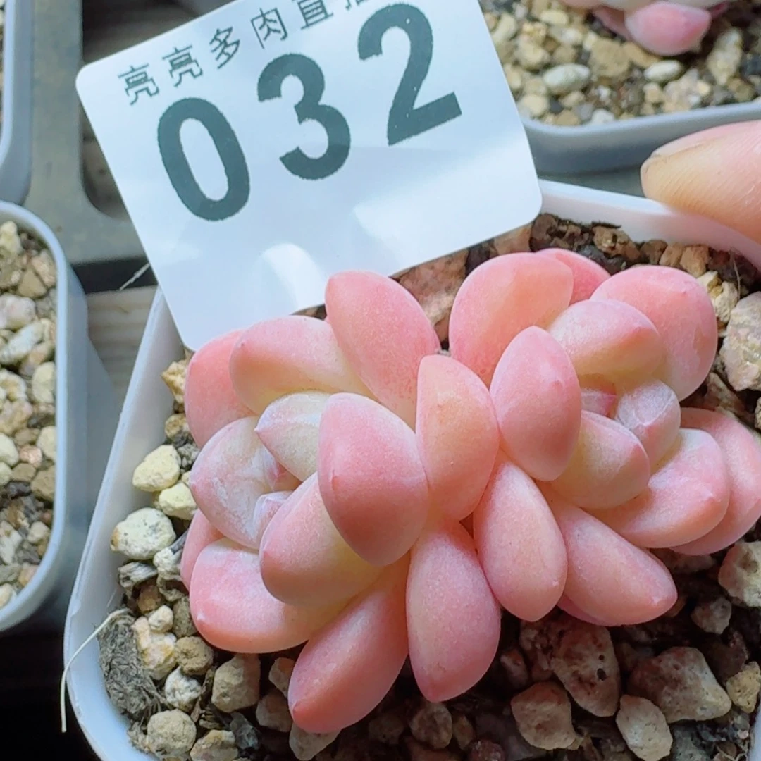 冰玉      愿你一路坦途，乘风破浪展宏图