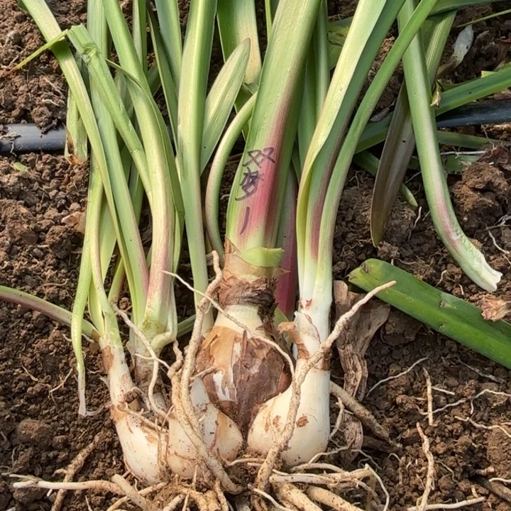 无花朵双梦小坨1号