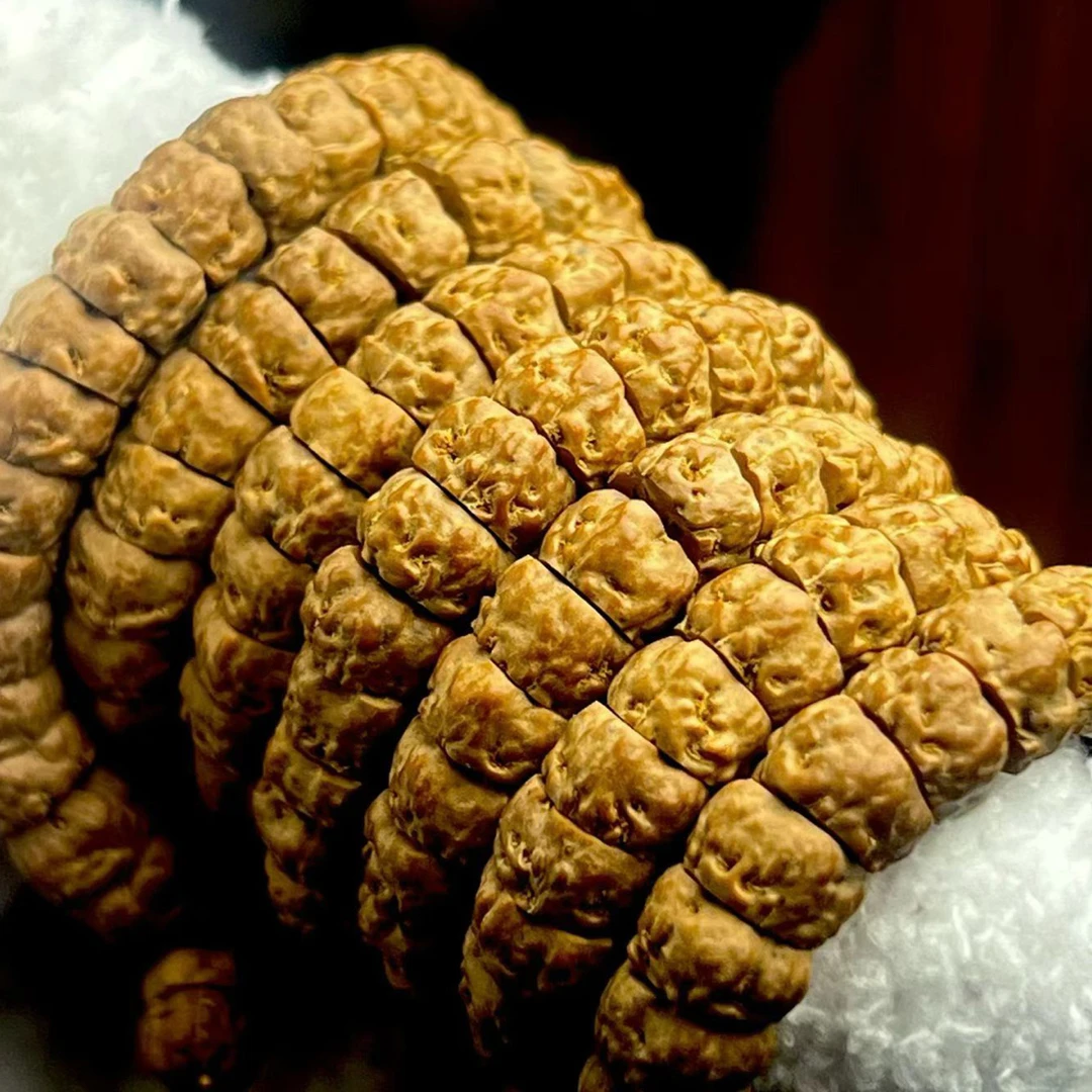 五爪金龙马蹄肠皮质无敌