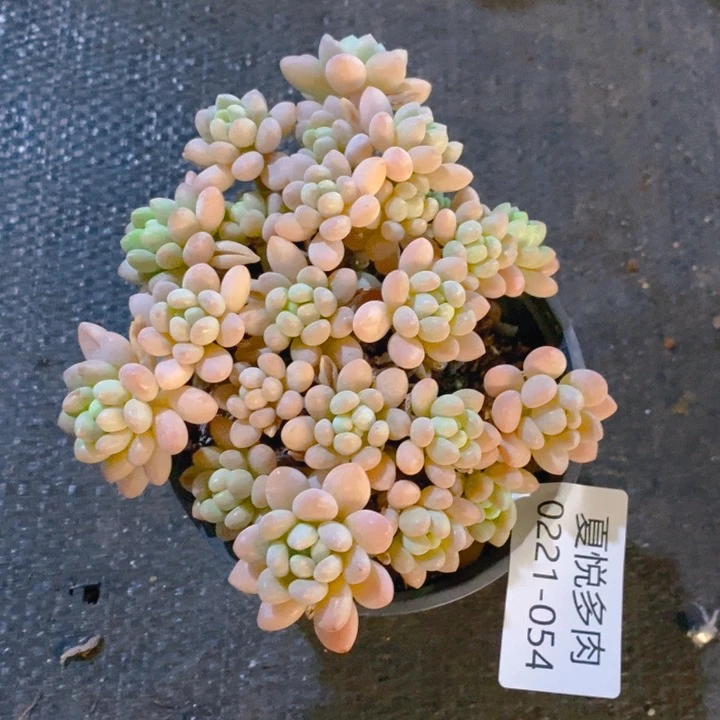 夏悦多肉 0221-54鱼子酱