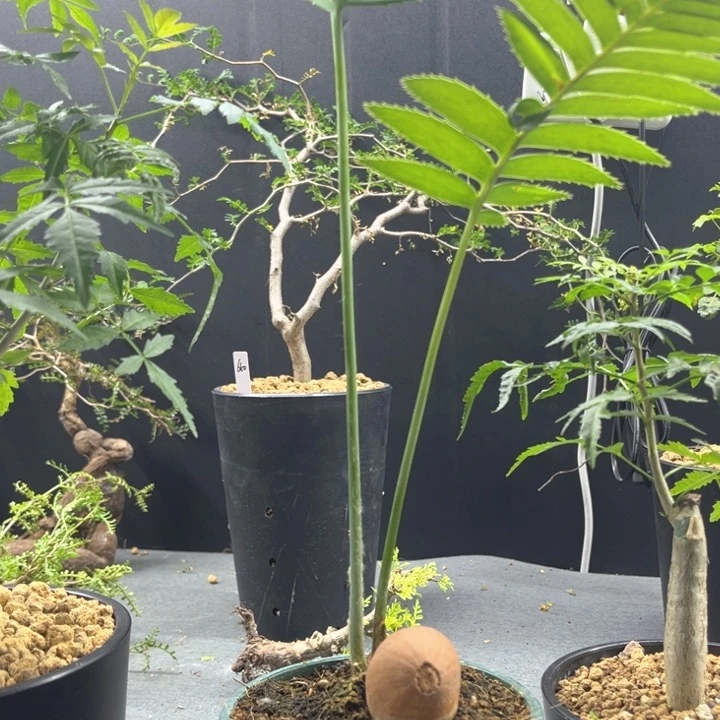 巨型双子铁一物一拍