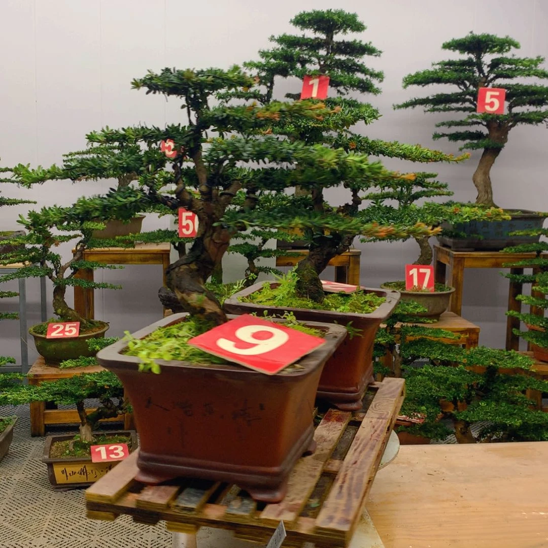 不开花植物罗汉松盆景一对 含盆包邮