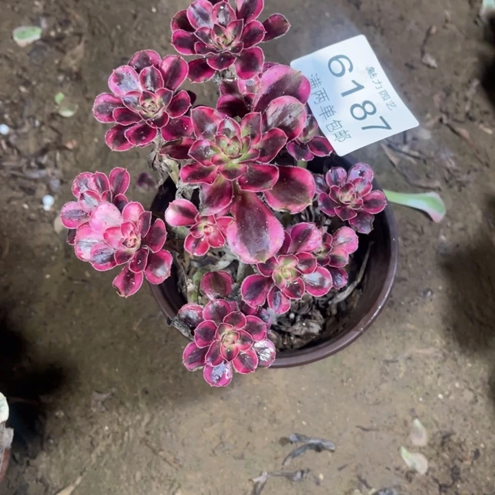 6187香奈的人多肉的