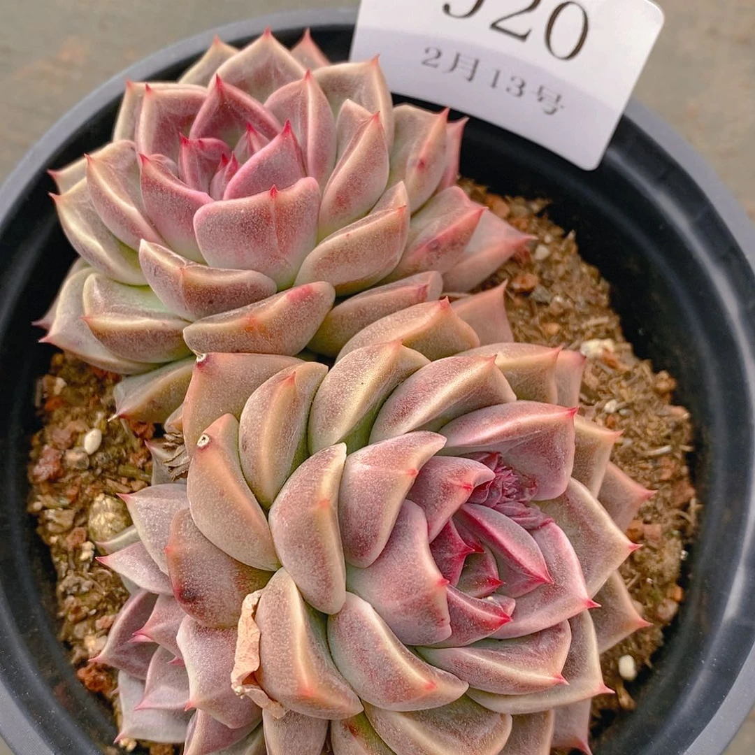 【闪购商品】与***飞云920